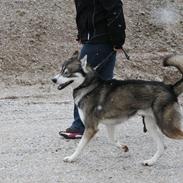 Siberian husky Haicko