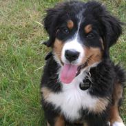 Berner sennenhund Balder