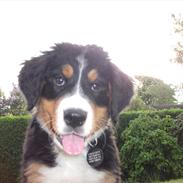 Berner sennenhund Balder