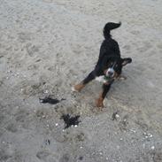 Berner sennenhund Balder