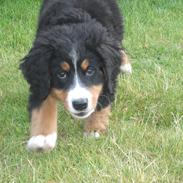 Berner sennenhund Balder