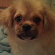 Tibetansk spaniel Nyima's Mister Winterbottom