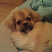 Tibetansk spaniel Nyima's Mister Winterbottom