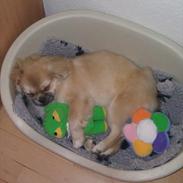 Tibetansk spaniel Nyima's Mister Winterbottom