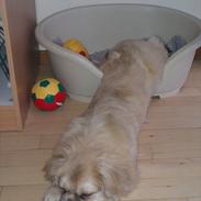 Tibetansk spaniel Nyima's Mister Winterbottom