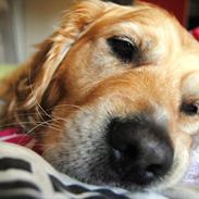 Golden retriever Murphy