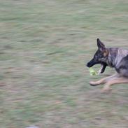 Schæferhund ZIKA