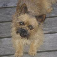 Blanding af racer Buster