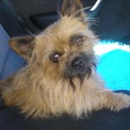 Blanding af racer Buster