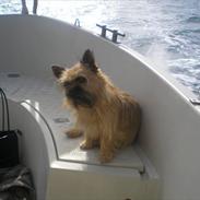 Blanding af racer Buster