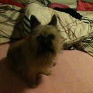 Blanding af racer Buster