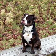 Renascence Bulldogge Velvet & Steel's Somehe Gargoyle " Trunte "