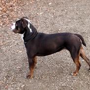 Renascence Bulldogge Velvet & Steel's Somehe Gargoyle " Trunte "