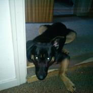 Blanding af racer Blackie