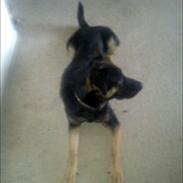 Blanding af racer Blackie