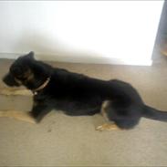 Blanding af racer Blackie