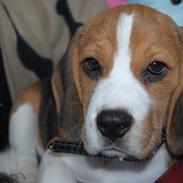Beagle Bastian <3