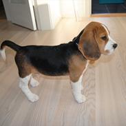 Beagle Bastian <3