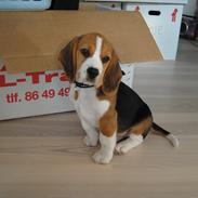 Beagle Bastian <3