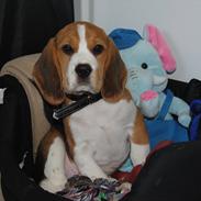 Beagle Bastian <3