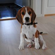 Beagle Bastian <3