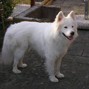 Samojedhund Timon