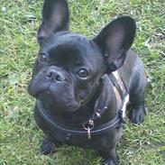 Fransk bulldog Juggernaut