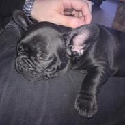 Fransk bulldog Juggernaut