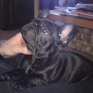 Fransk bulldog Juggernaut