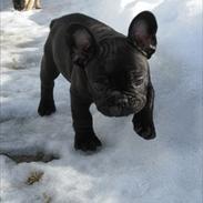 Fransk bulldog Juggernaut