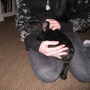 Fransk bulldog Juggernaut