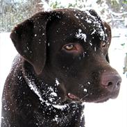 Labrador retriever Kia