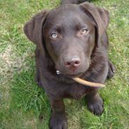 Labrador retriever Kia