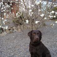 Labrador retriever Kia