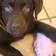 Labrador retriever Kia