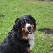 Berner sennenhund Bernertrunternes Brianna aka. Chilli