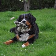 Berner sennenhund Bernertrunternes Brianna aka. Chilli