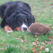 Berner sennenhund Bernertrunternes Brianna aka. Chilli