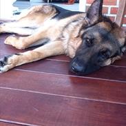 Schæferhund Salby's Chris