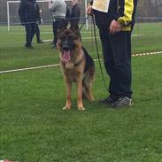 Schæferhund Salby's Chris