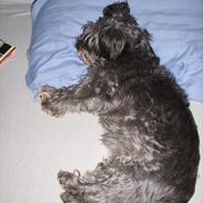 Blanding af racer Laura<3