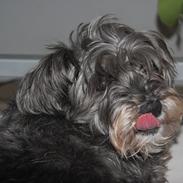 Blanding af racer Laura<3