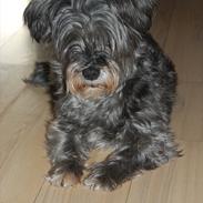 Blanding af racer Laura<3