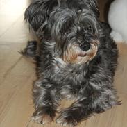 Blanding af racer Laura<3