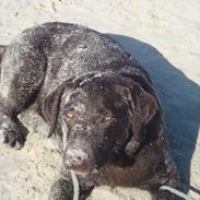 Labrador retriever Kia