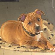 Staffordshire bull terrier Gry