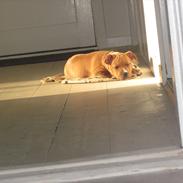 Staffordshire bull terrier Gry