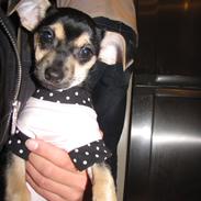 Chihuahua Ziggy Alaudula:*