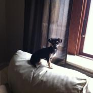 Chihuahua Ziggy Alaudula:*