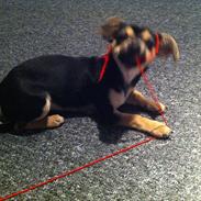 Chihuahua Ziggy Alaudula:*